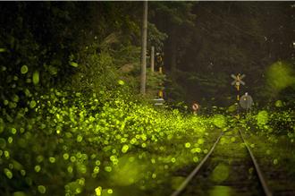 雨水多、氣溫升 阿里山螢火蟲本周大爆發