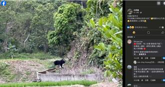 野放黑熊出沒花蓮！距住家僅50公尺 玉管處回應了