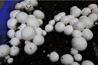 菇農勞力荒有解！農試所研發1裝置省工又省力