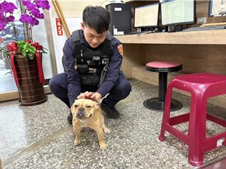 情侣遛狗竟把爱犬弄丢！ 善心人惊见落单狗扫晶片归还