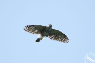 2025觀音觀鷹登場 邀您來場生態之旅