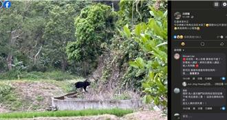 花莲部落黑熊出没又1犬遇害 玉管处吁「鸡舍设电网、狗进屋内」