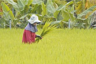 農業部因應美國關稅調整 農漁產補助、獎勵方案出爐