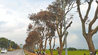 花蓮 毒死台9線242棵路樹 3人判刑