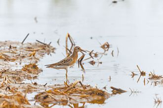 貢寮 田寮洋保育有成 近危物種現蹤