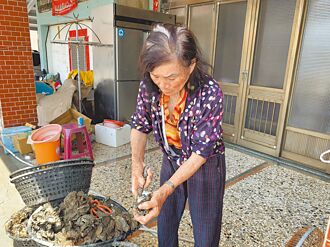 進口低價競爭 本土養蚵業苦撐