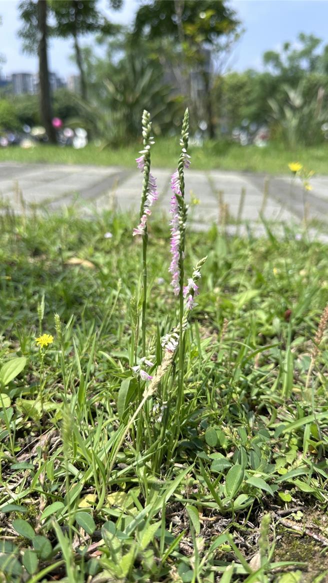 新竹台大分院生医医院竹北院区也看得到绶草的身影。（民眾提供／邱立雅竹县传真）