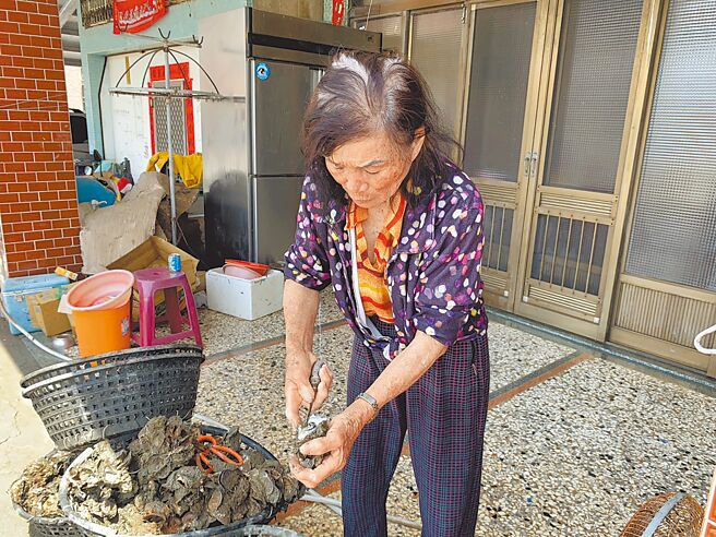 林姓女蚵农剥开刚採收的蚵仔，见蚵肉饱满、又新鲜，称讚不已。（郭良杰摄）