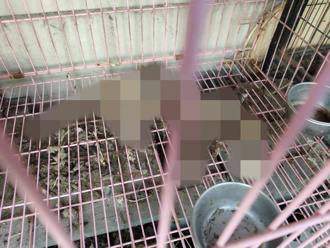 噁爆！台南餐廳「籠內3貓屍骨」伴客吃飯 業主喊冤：都有餵