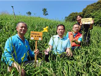 彰化虎山巖金針花首開3朵 母親節可望30萬朵齊放