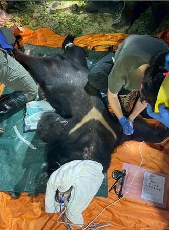 已吃掉4犬！黑熊再闖卓溪部落撕咬狗    巡守員當場開槍擊斃