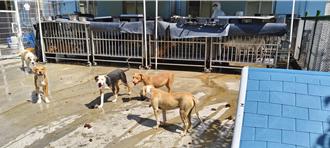 苗栗縣比特犬有136隻 縣府動保所嚴格管控中