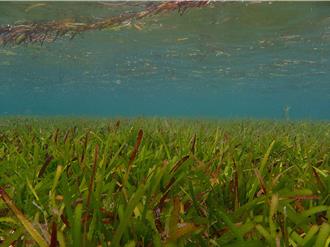 2025 還海行動啟動 守護東沙海草生態系