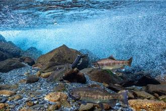 國寶魚實境秀開播！台灣櫻花鉤吻鮭生態即時影像上線