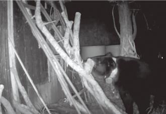 花蓮黑熊衝向森林護管員遭槍殺「無罰責」 林保署說話了