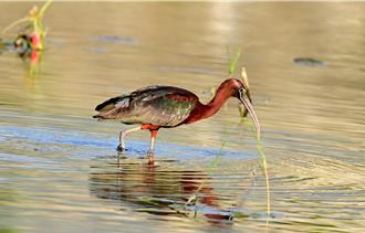 影》稀有迷鳥彩䴉台東現蹤 鳥友驚呼：像中大獎