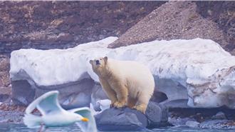 見北極熊站僅存海冰面露哀愁 導演悲嘆「這是所有人的未來」