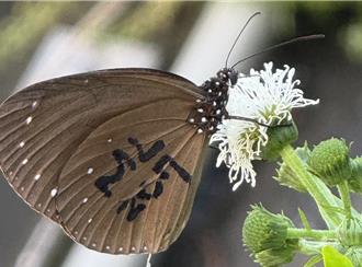 獨家》萬中選一！紫斑蝶73天橫越146公里 奇蹟現身大肚山