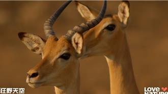 橫跨四大洲的自然震撼！《狂野天空》世界地球日首播