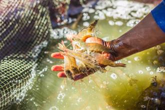 宏都拉斯「白蝦滯銷幻想文」遭打臉  粉專曝綠營洗腦手法