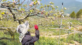 梨山蜜蜂減 農友人工授粉