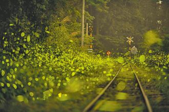 多雨升溫 阿里山螢河本周爆發