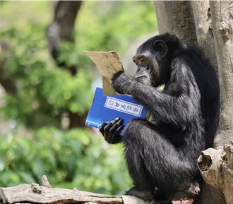 壽山動物園推「可食書」藏美食 黑猩猩化身考生專注尋寶