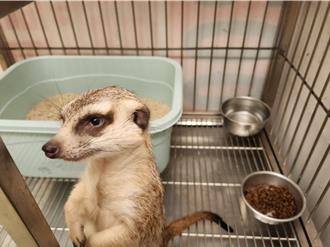 新北直擊「丁滿」逛大街 早餐店門口探頭遭動保處帶回