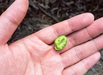 3月低溫花蓮芒果受災 即起受理現金救助申請