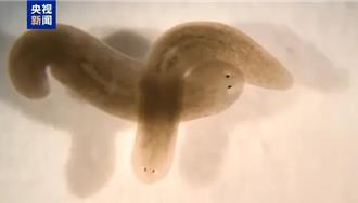 「渦蟲」首上太空！神舟20明發射 3項生命科學實驗受矚 