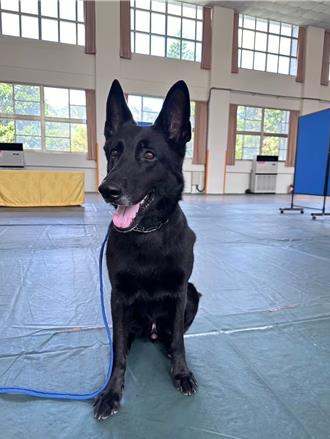 4年守護國門有功！海巡偵搜犬「鐵諾」4／26榮退