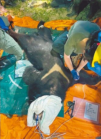 花蓮 掠食雞犬 黑熊遭槍擊致死