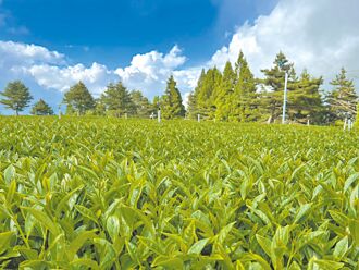 福寿山茶每斤涨千元 飙1.2万元天价