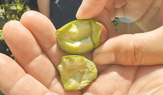 嘉县 气候异常 芒果空包弹比例高