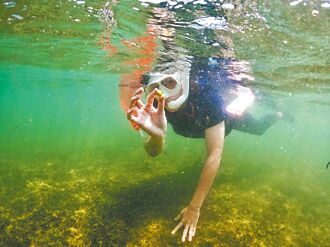 復育海草 富山保育區植千株苗