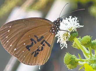 茂林紫斑蝶 飛73天現蹤台中