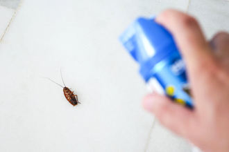 天熱家裡狂冒小蟑螂他崩潰 環境部教殺蟑絕技
