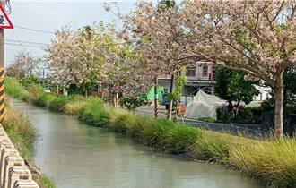 獨家》美濃花旗木美景 水圳雜草叢生成敗筆 農民怒控阻礙灌溉