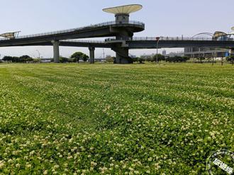 【限定美景】全台最大的公园绿地──新北大都会公园 草地化身为「花毯」！