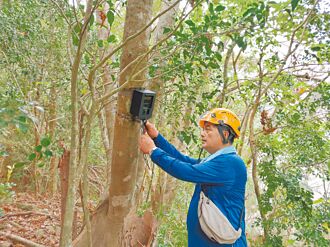 台灣黑熊母子 現蹤浸水營步道