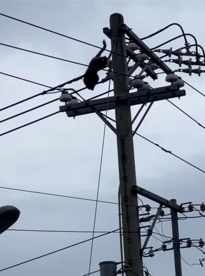 有隻猴子昨天在花蓮縣吉安鄉七腳川溪沿岸電線遊走，途中不慎觸電墜橋，嚇得附近居民趕緊通報求援。（民眾提供／羅亦晽花蓮傳真）