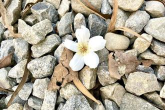 台中海線新亮點！鐵砧山「桂花泉登山步道」4段路線賞花趣