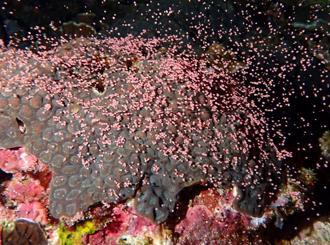 影》綠島珊瑚產卵畫面曝 海底下起「粉色雪花」 