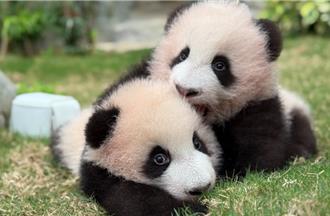 香港海洋公園6隻熊貓賣萌超吸睛 台灣旅客優惠全攻略