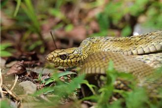 奧萬大蛇類研習班6／7開課 帶大眾深入了解生態 扭轉恐懼