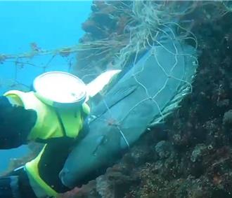 鋸尾鯛困「死亡長城」 志工出手割除海底覆網解困