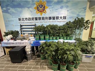 看護變「農夫」！越籍移工兼差種大麻　警破門跳六樓窗逃逸
