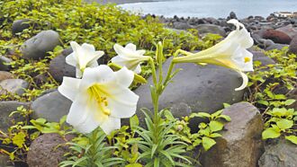 龜山島賞鯨豚 百合花綻放