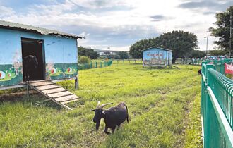 大都会公园亲子喂羊败兴归 高滩处将检讨