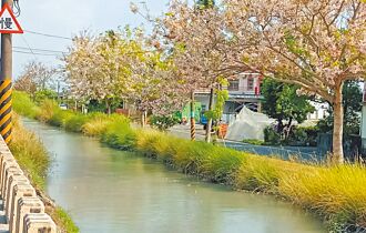 美濃花旗木盛開 水圳雜草礙眼